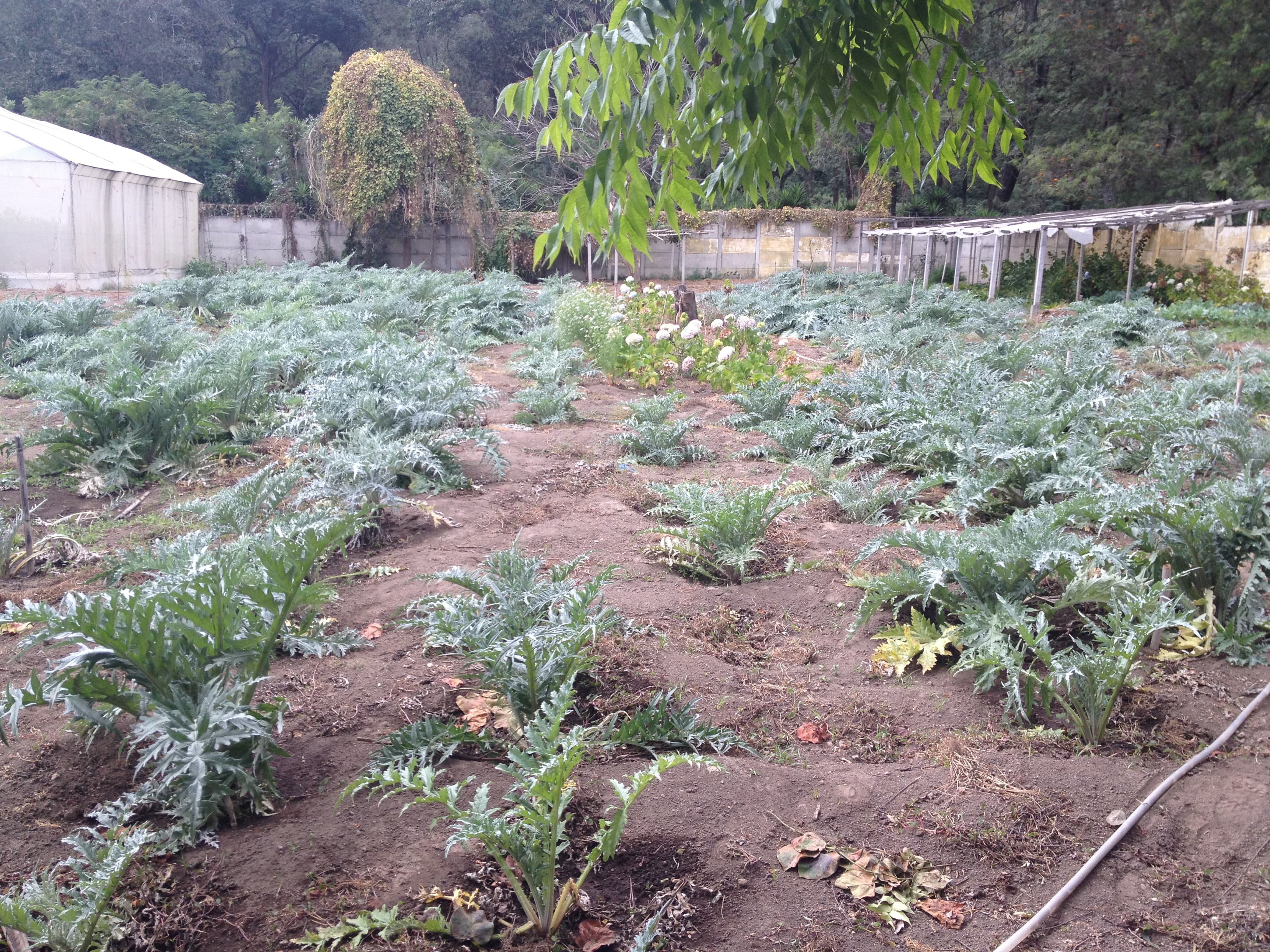 Guatemala Gallery Images