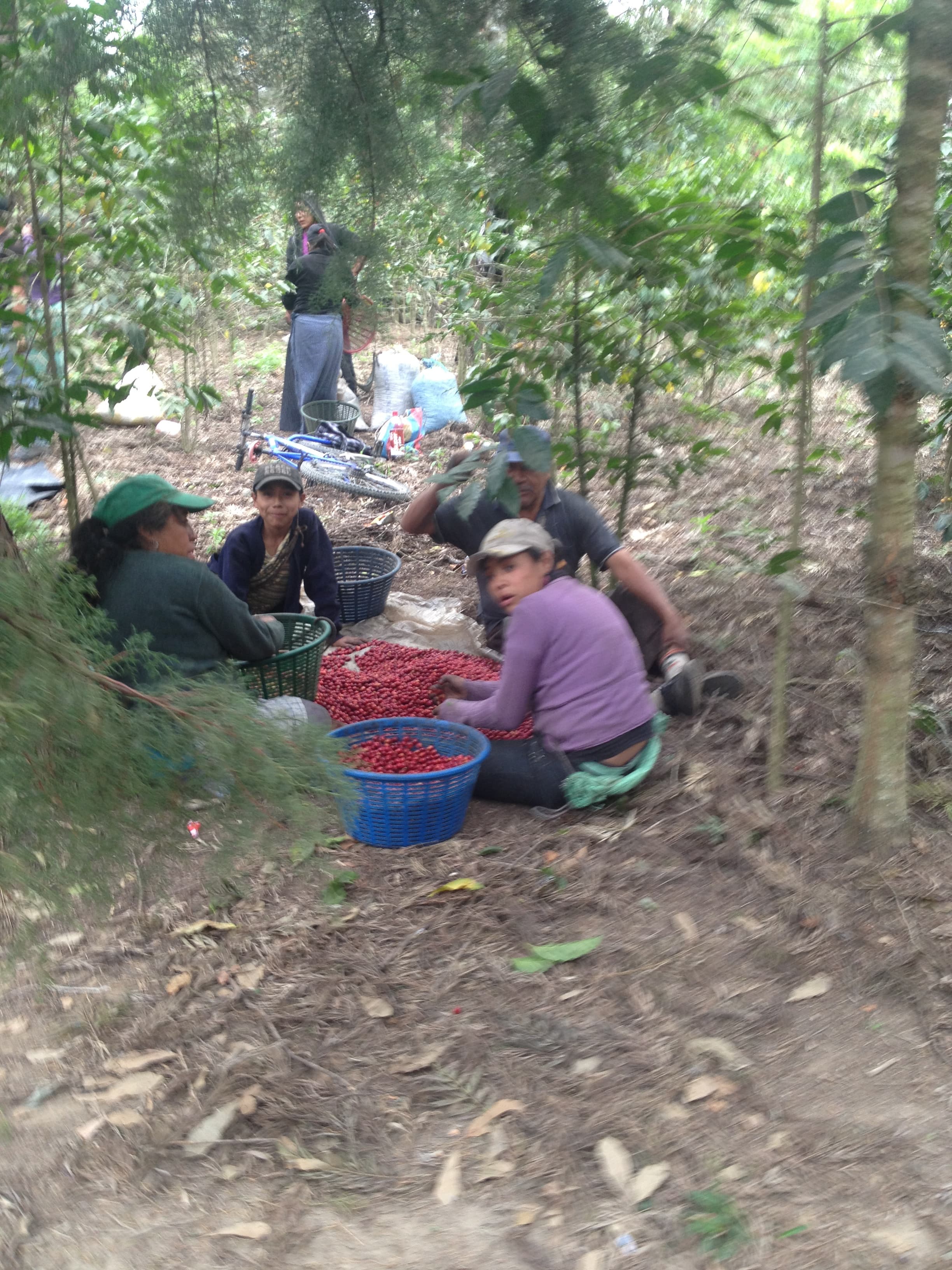 Guatemala Gallery Images
