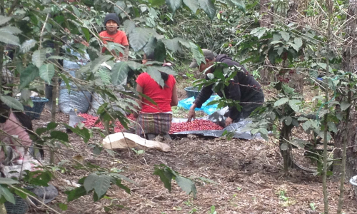 Guatemala Gallery Images