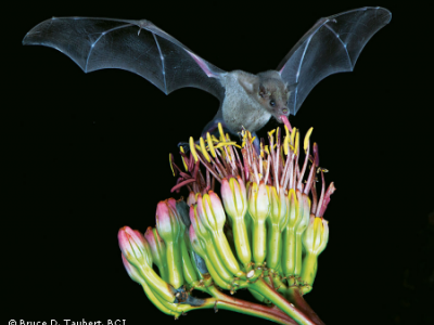 Image for Bat City Blend