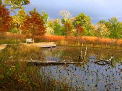 Image for Early Bird Blend Organic