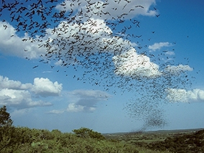 Image for Bat City Blend