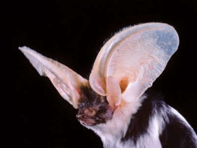 Image for Bat City Blend